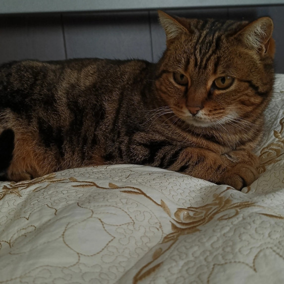 Потерянные животные