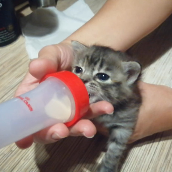 Найденные животные