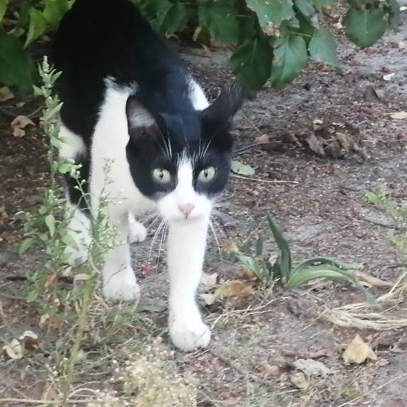 Архив животных