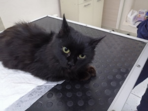 Кошка нуждается в семье Кошка нуждается в семье