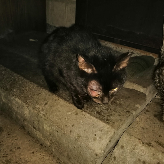 Отдам даром