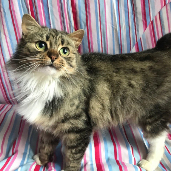 Животные имеющий дом