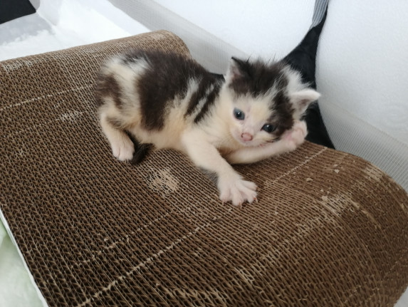 #42 is looking for a family