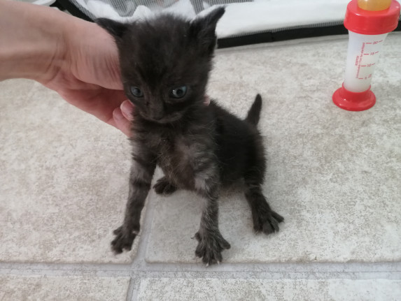 #43 is looking for a family
