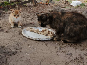 №48 ищет семью! №48 ищет семью!