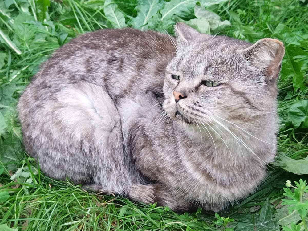 N49 ищет семью! N49 ищет семью!