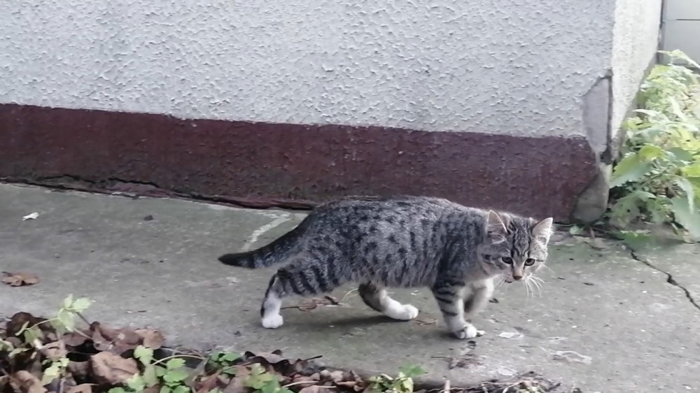 N50 ищет семью!