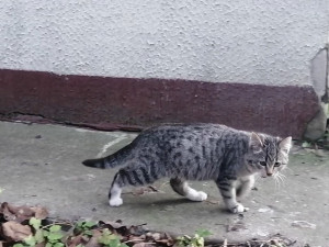 N50 ищет семью!