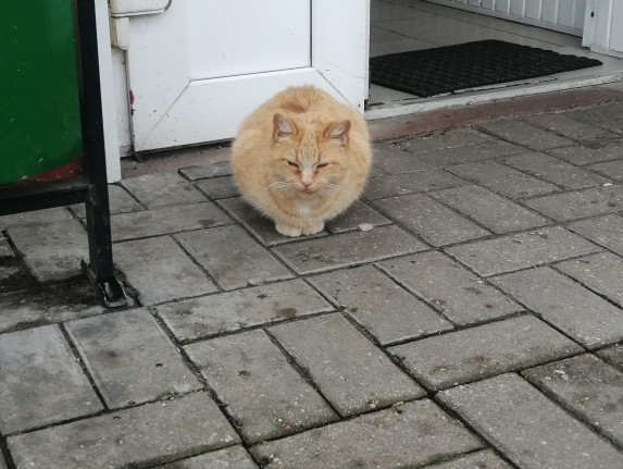 N51 ищет семью! N51 ищет семью!