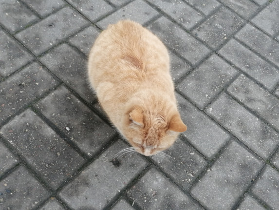 N51 ищет семью! N51 ищет семью!