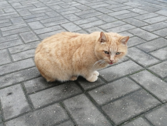 N51 ищет семью!