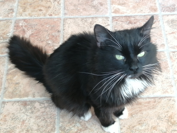 #52 is looking for a family!