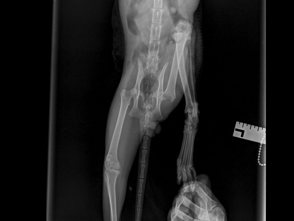 N52 ищет семью!