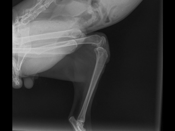 N52 ищет семью!