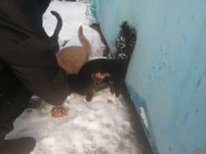 N52 ищет семью! N52 ищет семью!