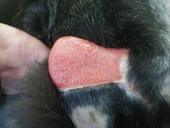 N52 ищет семью!