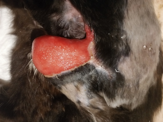 N52 ищет семью!