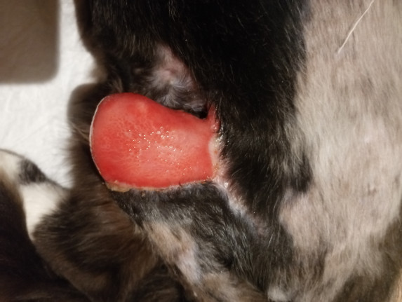 N52 ищет семью!