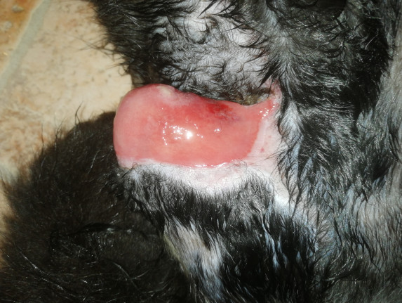 N52 ищет семью!