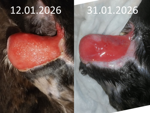 N52 ищет семью! N52 ищет семью!