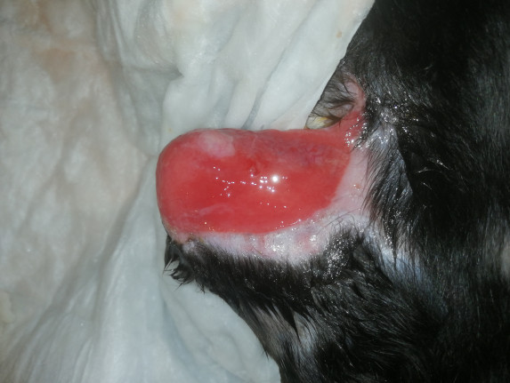 N52 ищет семью!