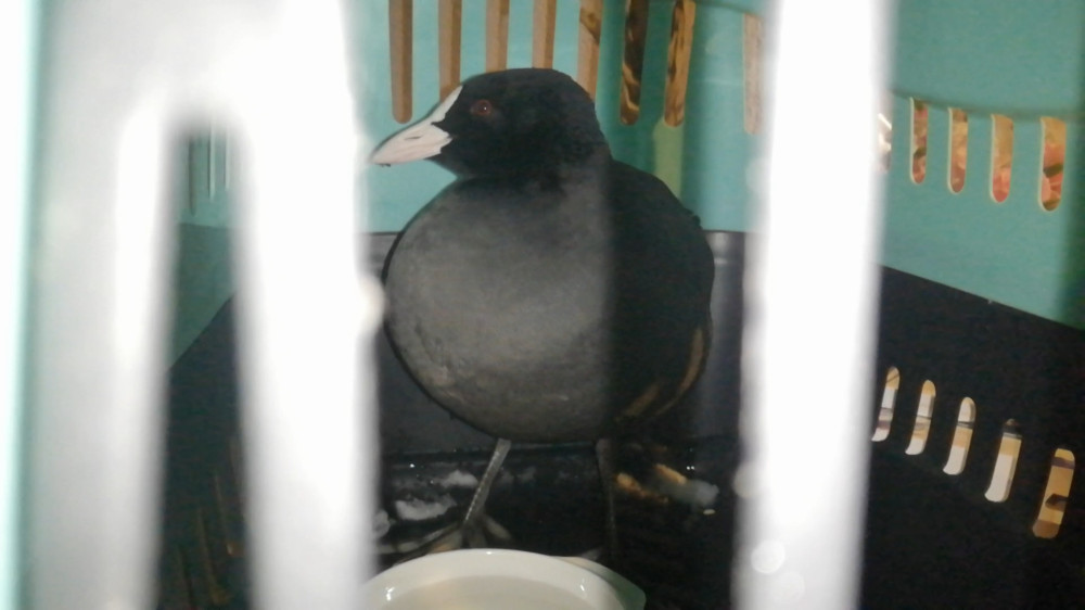 N53 ищет семью!