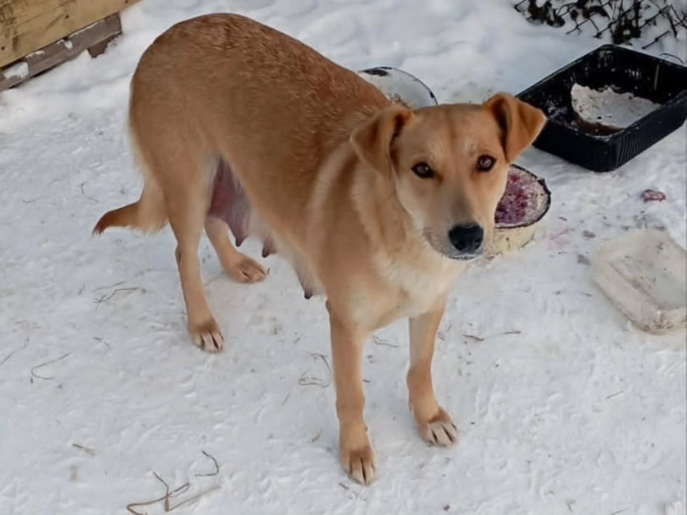 #54 is looking for a family!