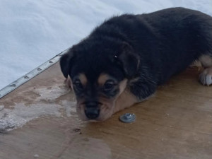 #55 is looking for a family!