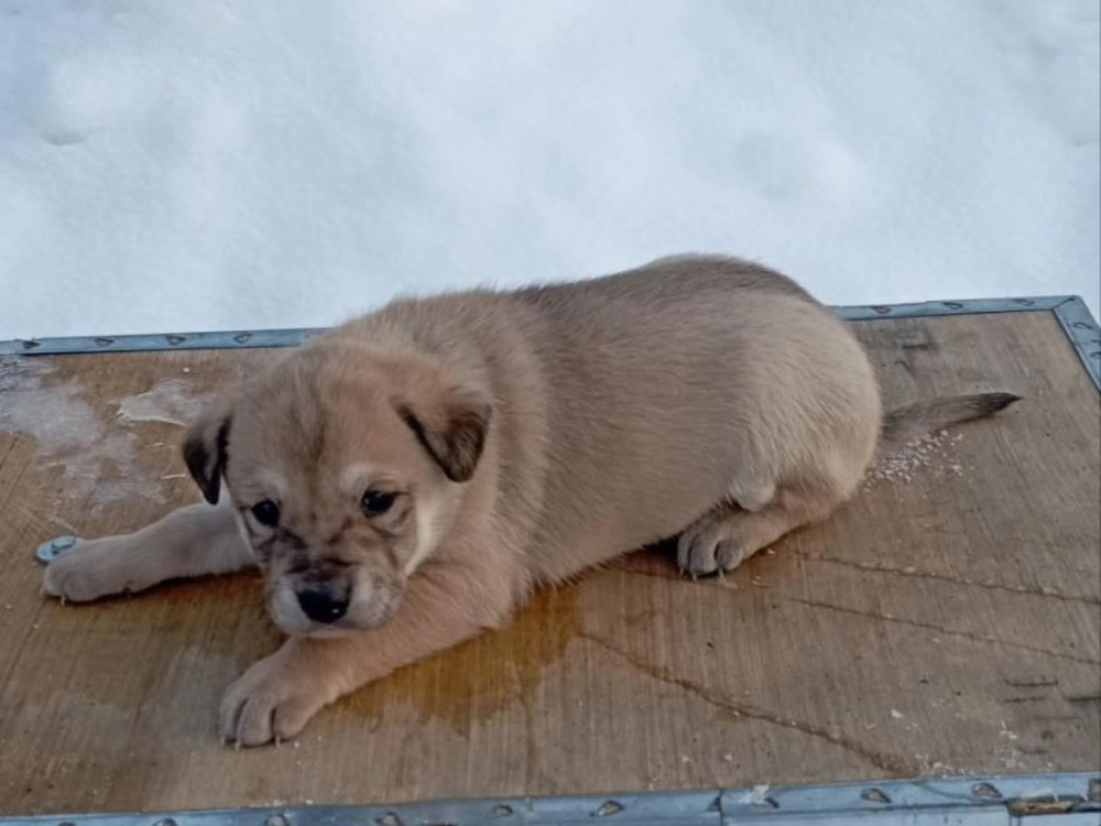 #56 is looking for a family!