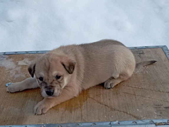 N56 ищет семью!