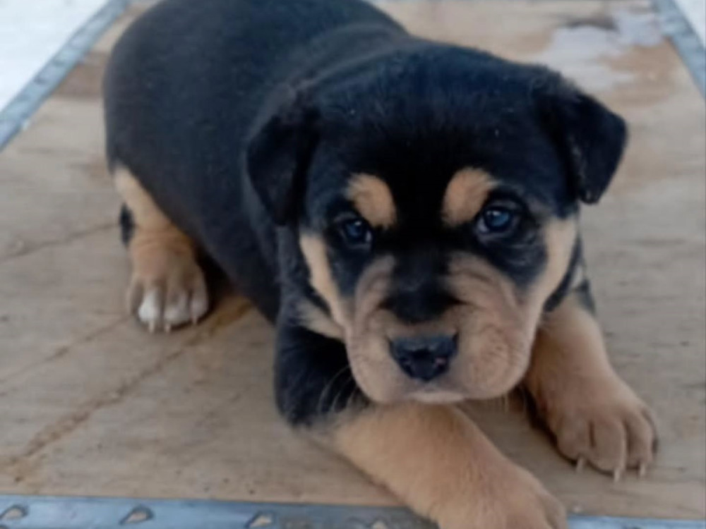 #57 is looking for a family!