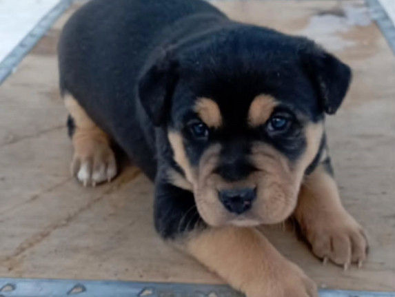 N57 ищет семью!