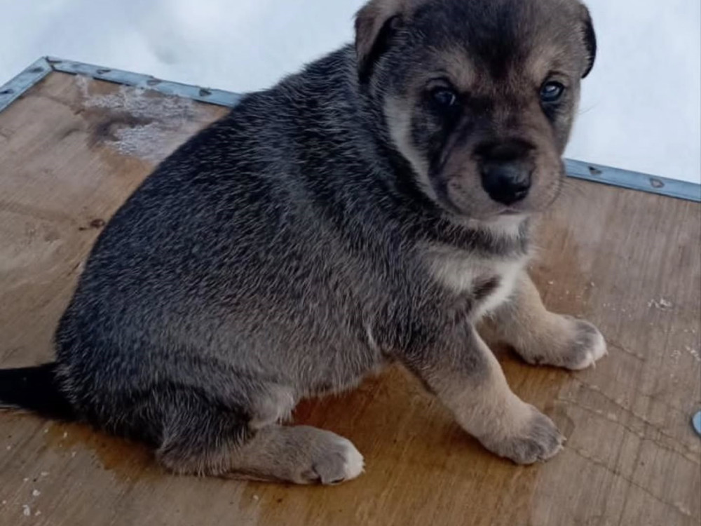 #59 is looking for a family!