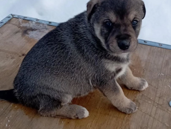 N59 ищет семью!