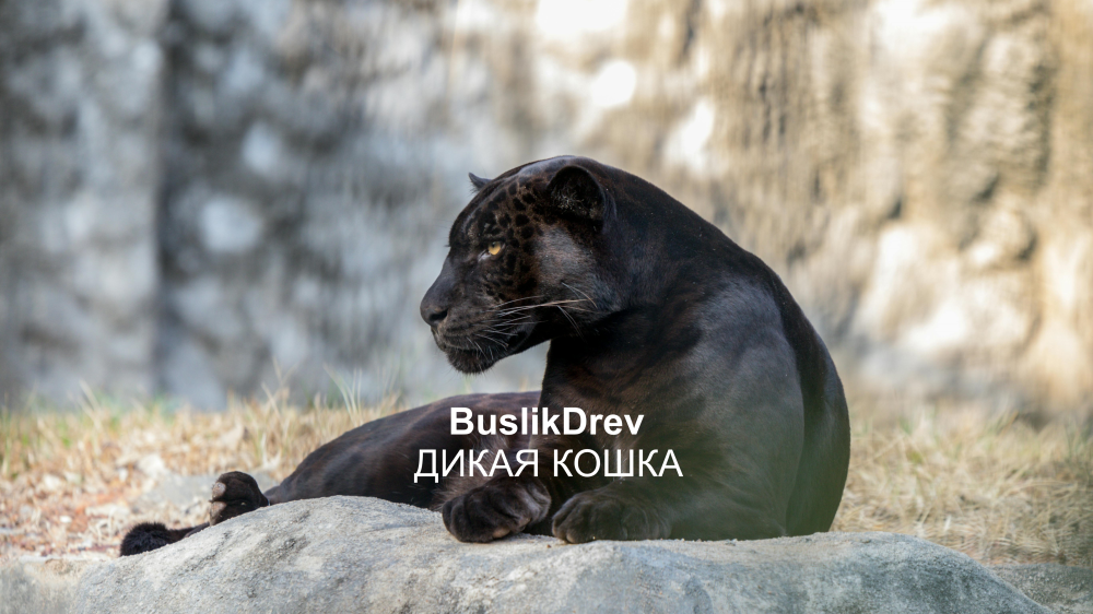 Исключительные права на музыкальную композицию: "BuslikDrev - Дикая кошка" Исключительные права на музыкальную композицию: "BuslikDrev - Дикая кошка"