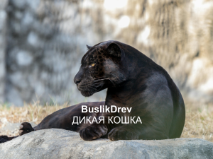 Купить "BuslikDrev - Дикая кошка"