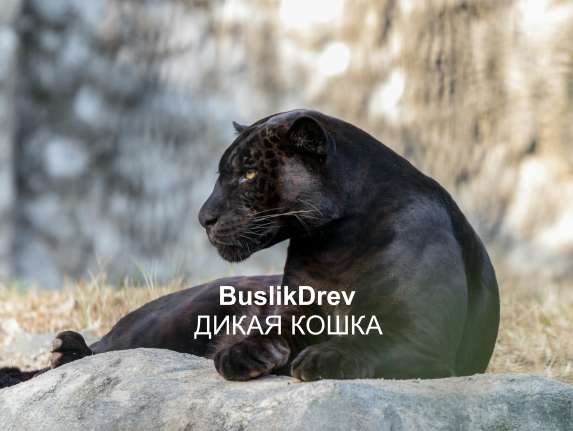 Buy "BuslikDrev - Дикая кошка" Buy "BuslikDrev - Дикая кошка"