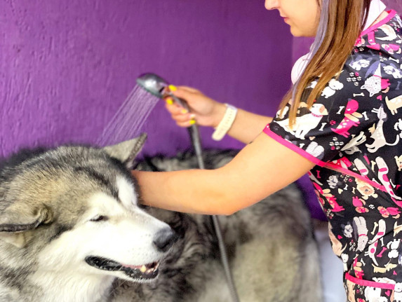 Ветеринарная клиника Гомеля и Гомельского района "Cat&Dog Service" [закрыто навсегда]