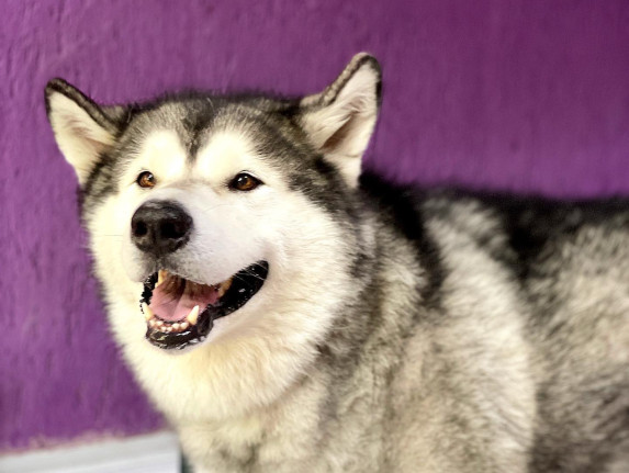 Ветеринарная клиника Гомеля и Гомельского района "Cat&Dog Service" [закрыто навсегда]
